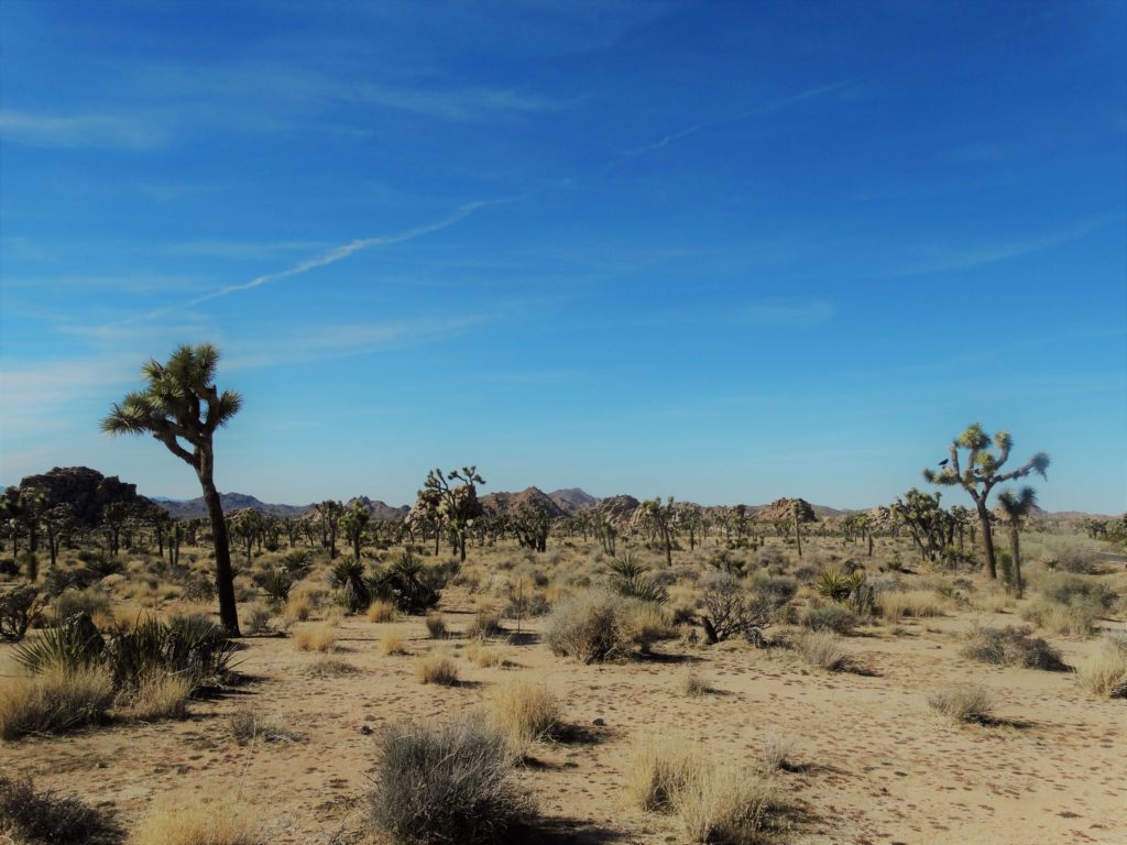 Joshua Tree National Park