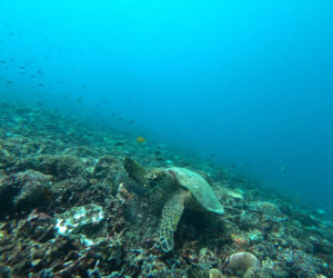 Snorkeling Gili Air – Complete Guide to Finding Gili Air Turtles