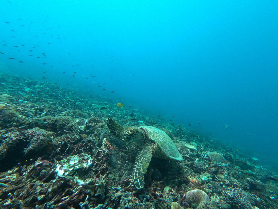 A Gili Air turtle sitting on the sea floor