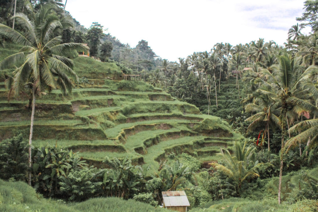 Tegalalang Rice Terraces