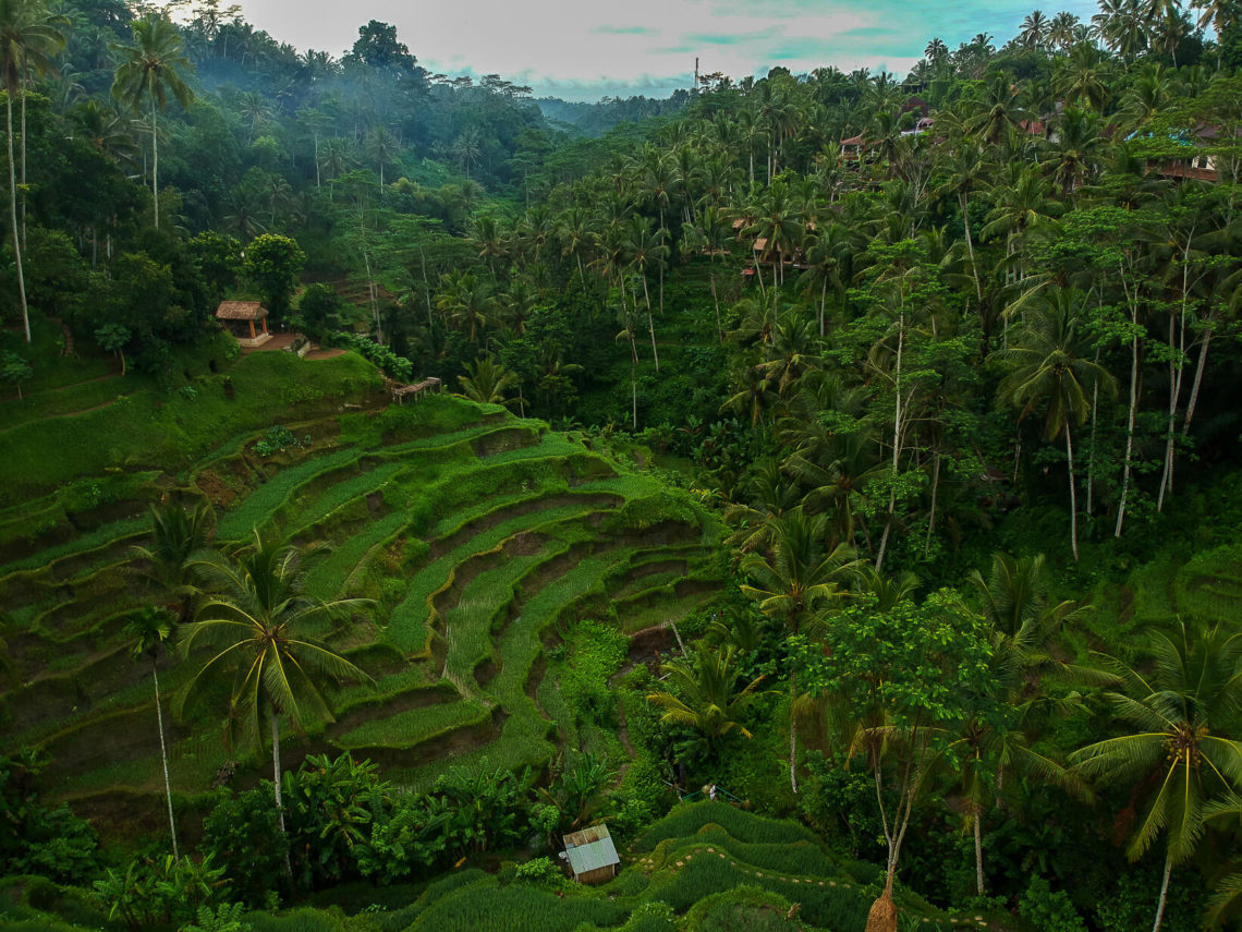 Tegalalang Rice Terrace 