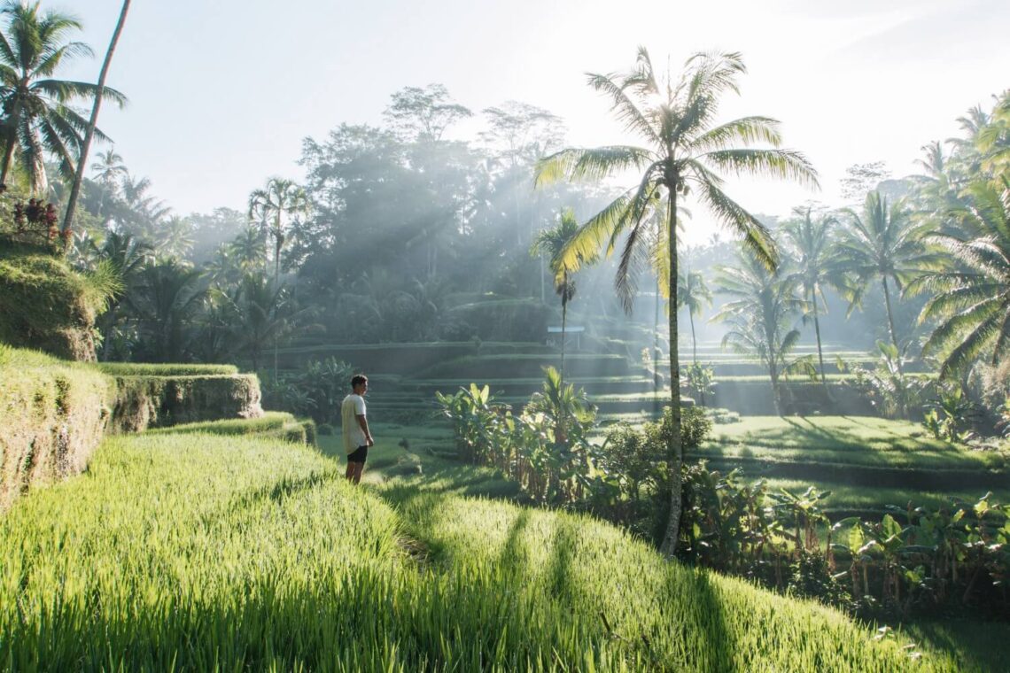 Tegalalang rice terrace sunrise spot