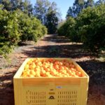 Backpackers Experiences – 2nd Year Visa Farm Work in Australia