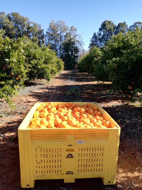 a bin of oranges that we picked whilst working on a farm