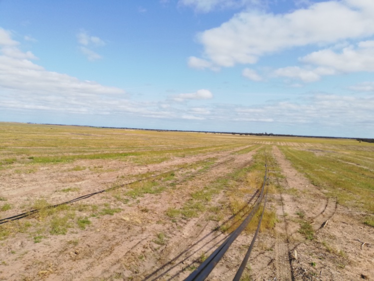 olive farm in south australia