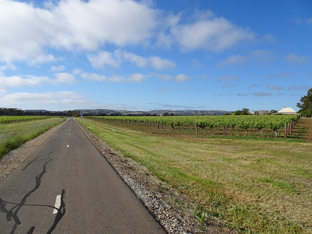 cycle path surrounded by vineyards