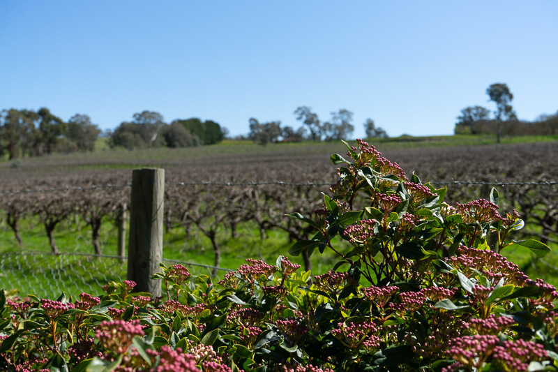 Fresh buds begin to grow on the vines during Spring in the Barossa Valley