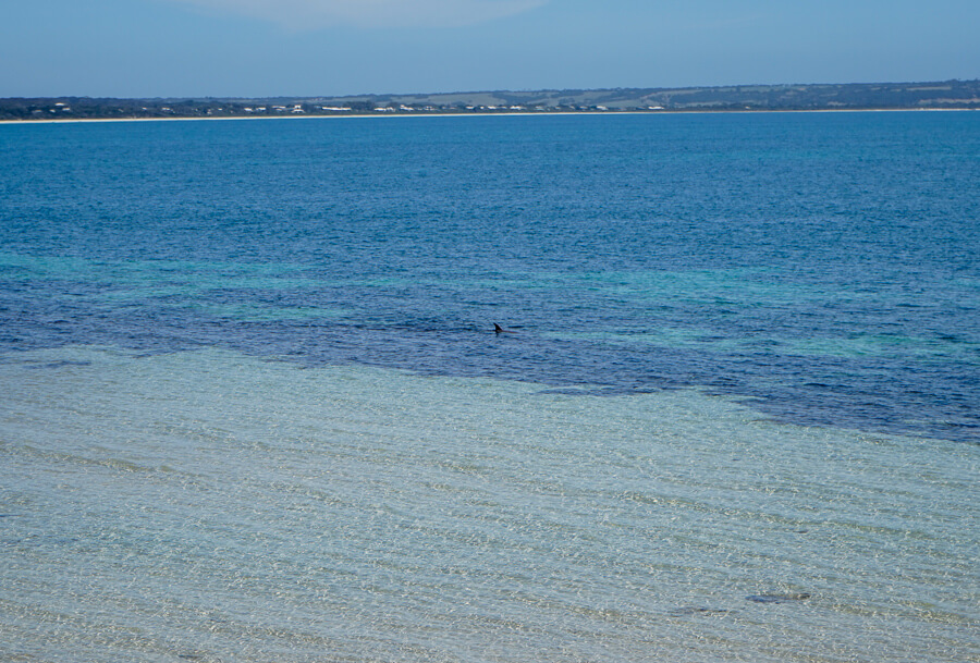 Dolphins from Brown Beach Car Park