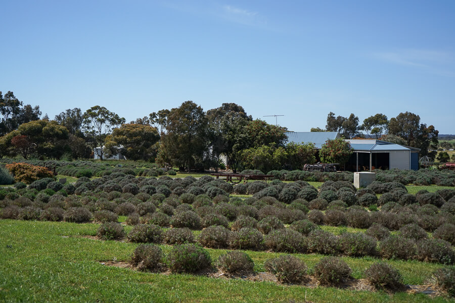 Emu Bay Lavender Farm