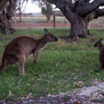 Cute Kangaroos at Stoke Bay campground.