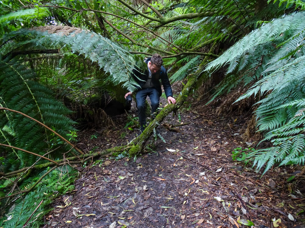 little aire falls path blockage