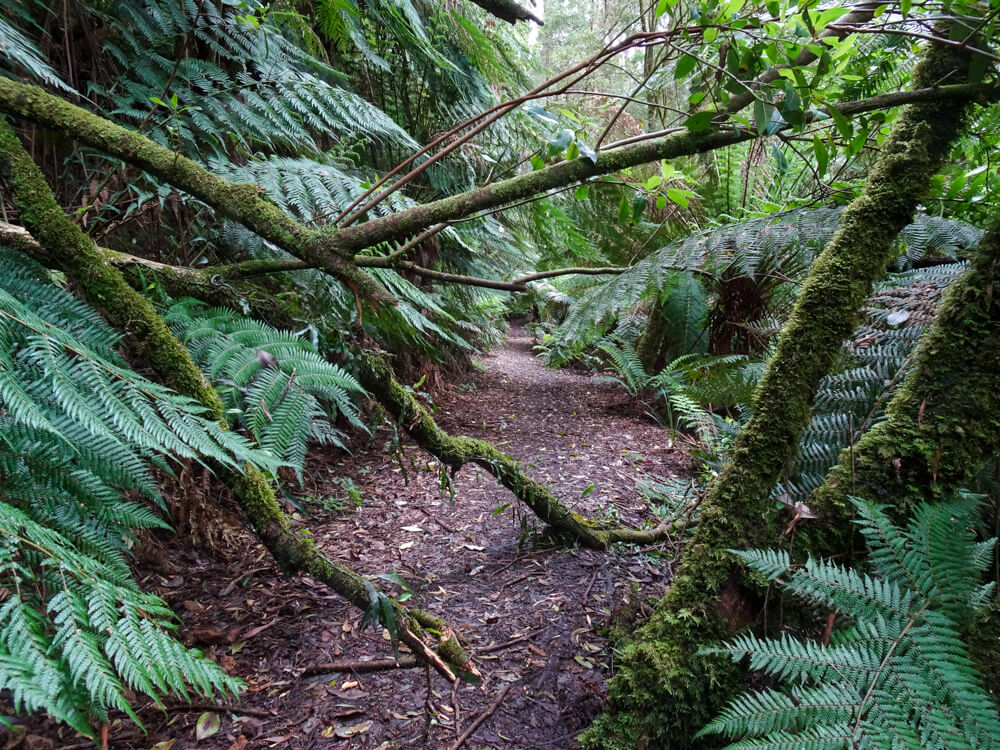 little aire falls pathway