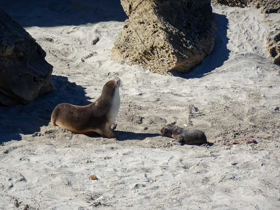 Sea lion mum and newborn pup at Seal Bay.