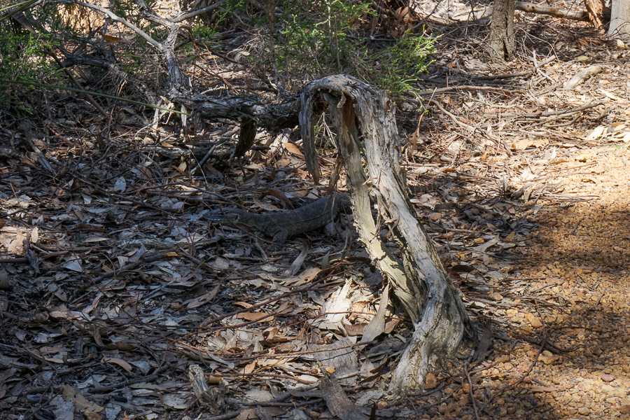 Iguanas on the prowl on the Platypus Waterhole walk.