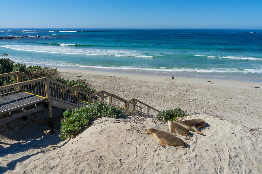 Sea lions basking in the morning sun at Seal Bay