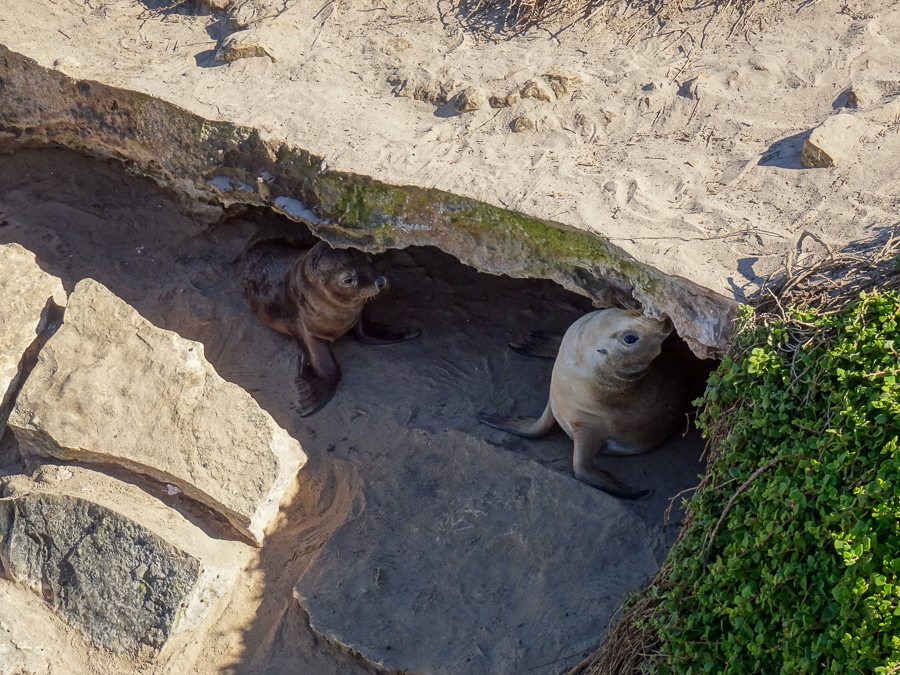 sea lion pups emerging from their den at Seal Bay.