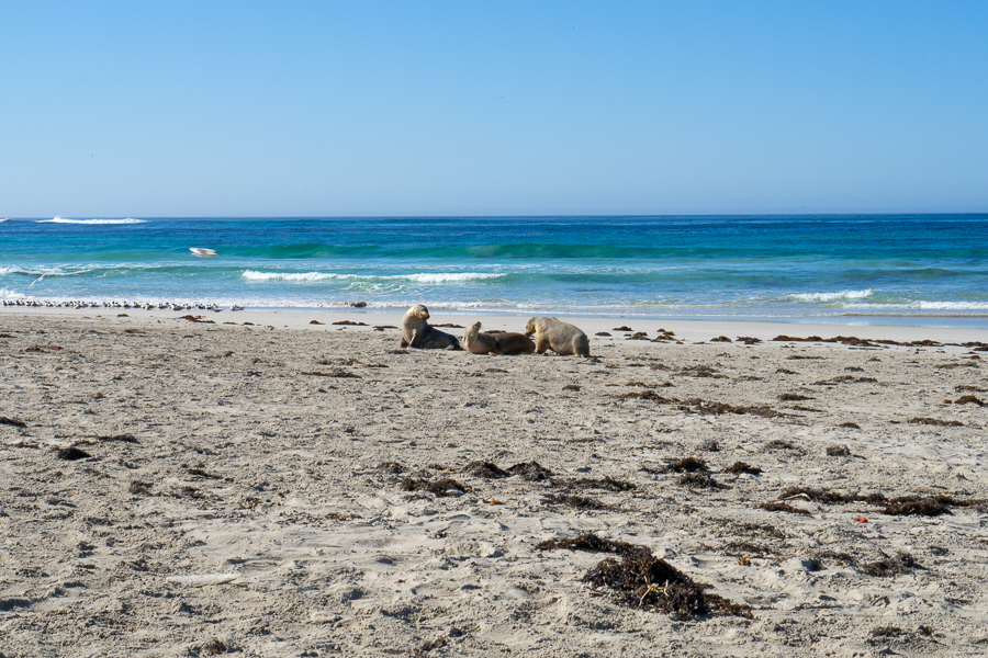 sea lions relaxing by the sea at Seal Bay