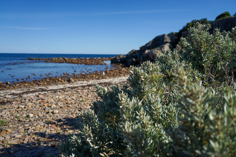 Morning walk along Stokes Bay beach.