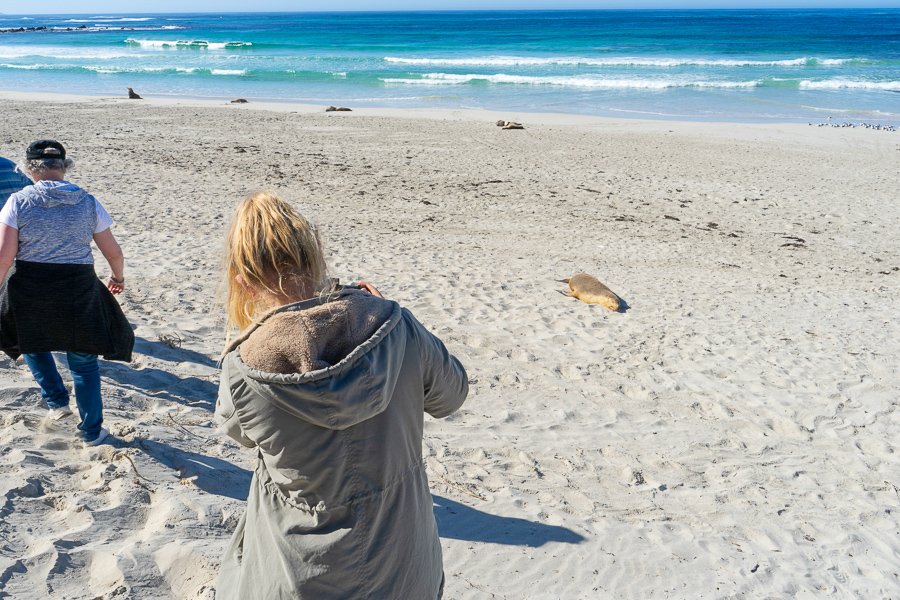 Gemma up close with a sea lion at Seal Bay