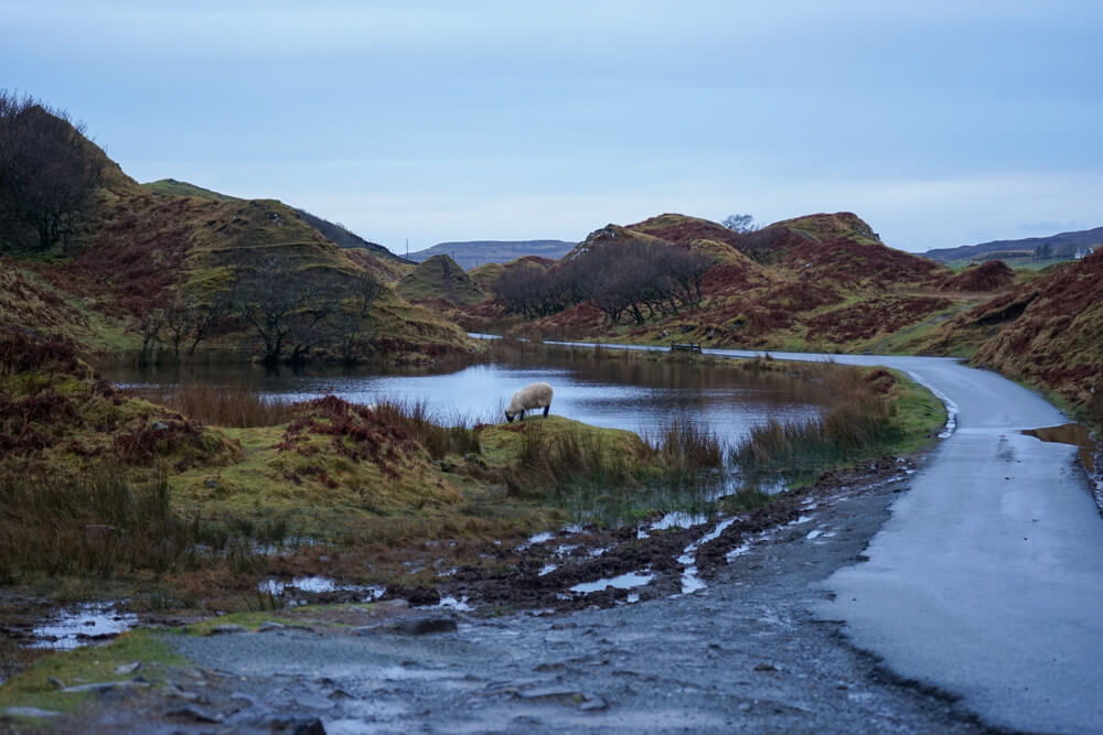 livestock on the road on Skye