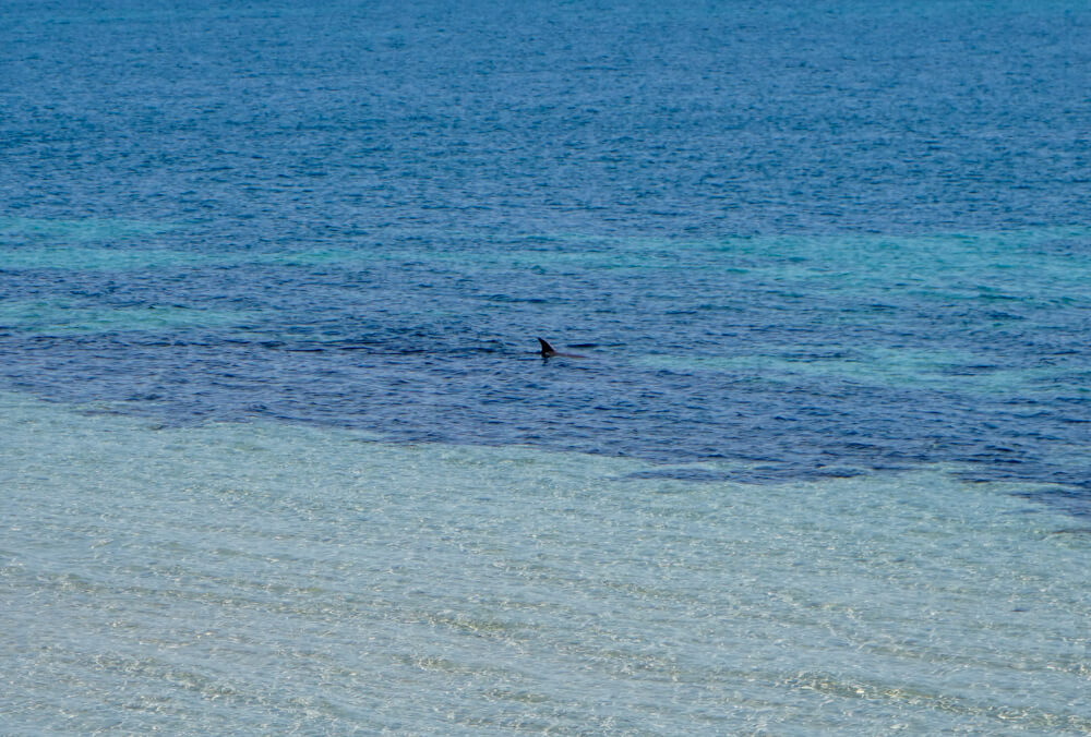 Wild dolphin spotted at Brown Beach from our van.