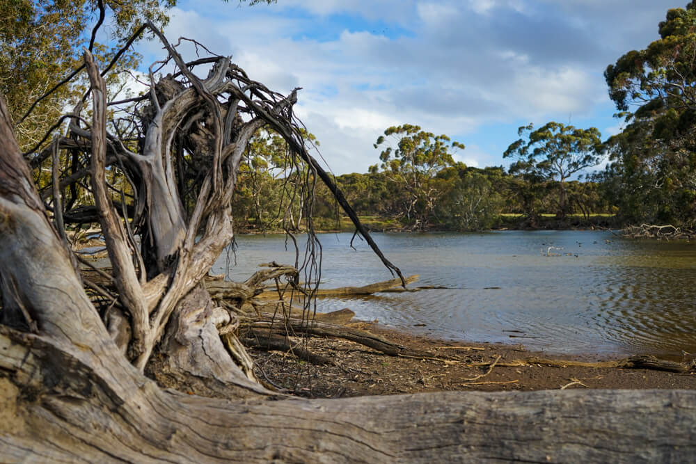 duck lagoon