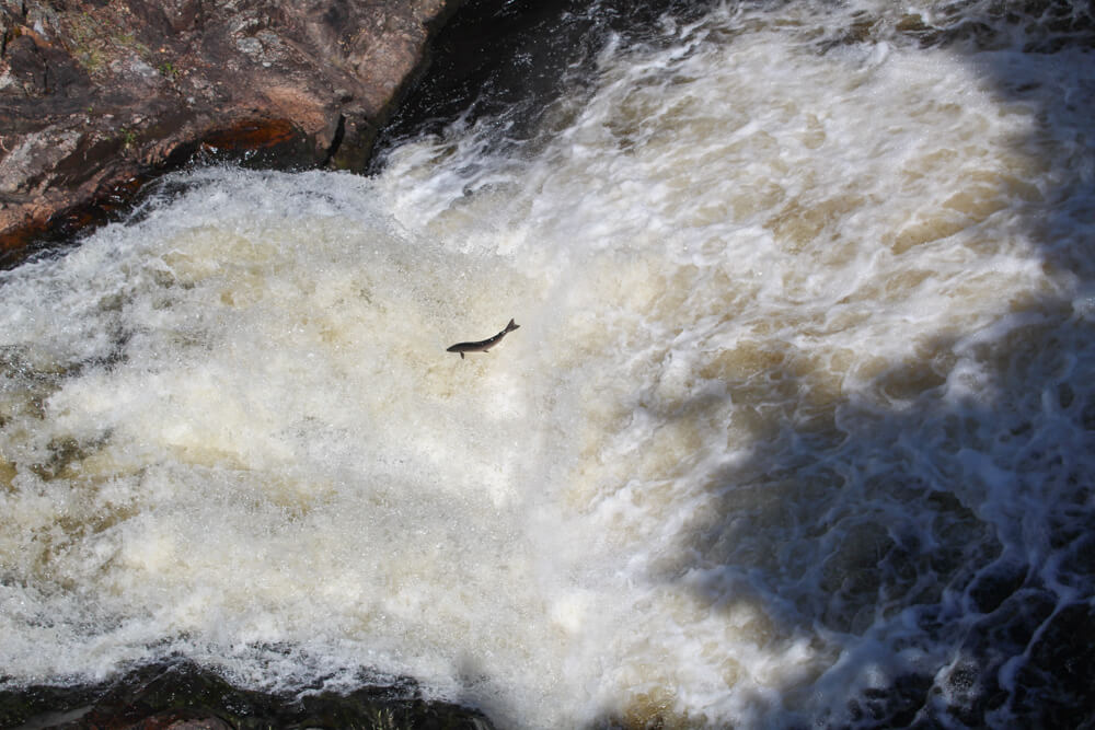 Salmon leaping up the Falls of Shin.