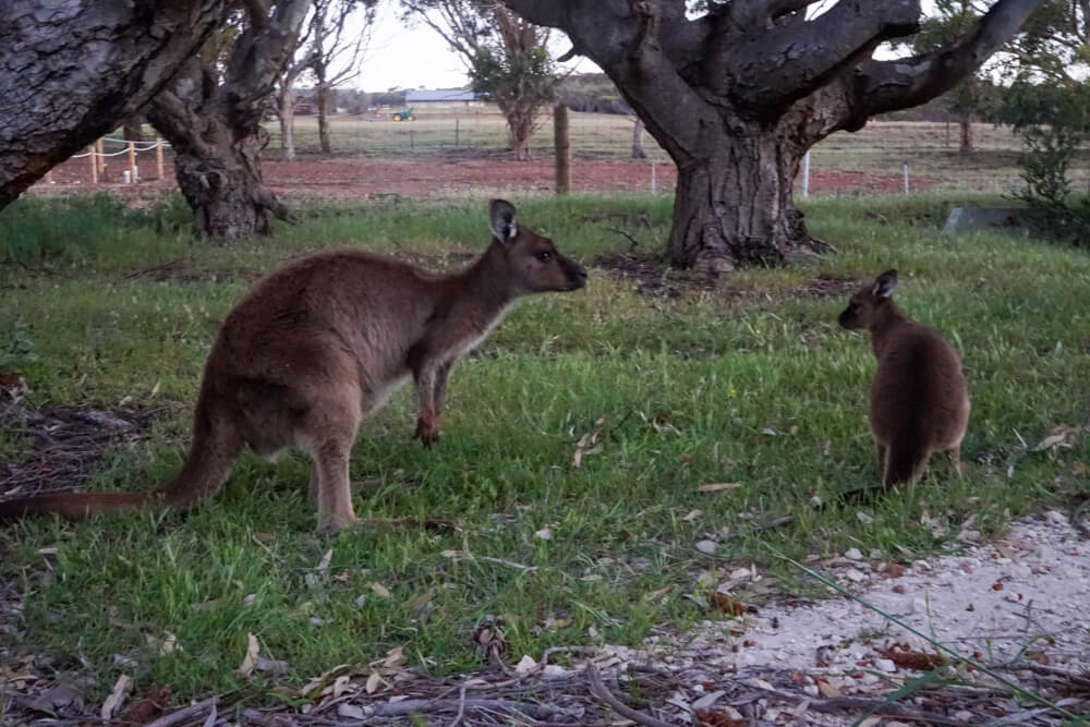wild kangaroos at stokes bay