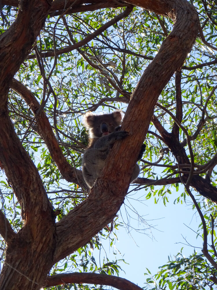 wild koala in a tree