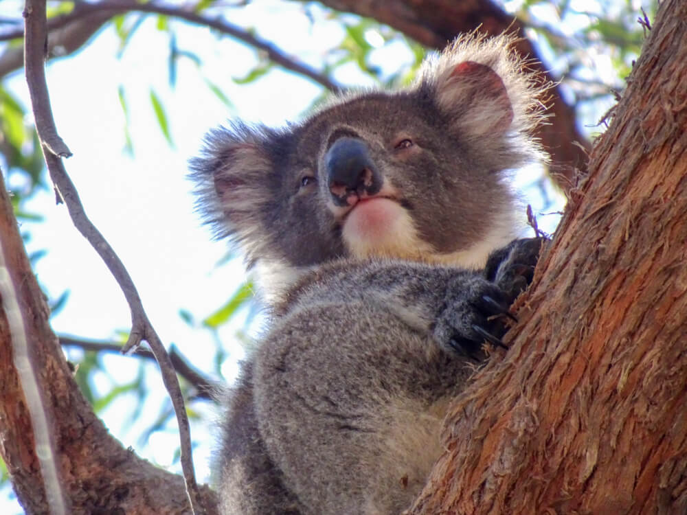 Close up of the cute koala