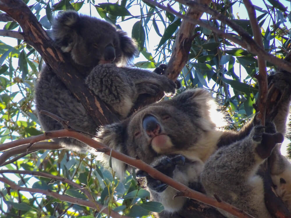 koalas in a tree