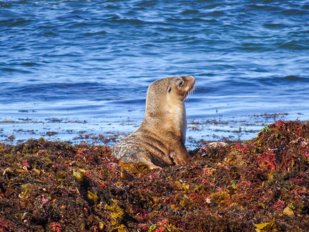 sealion at seals bay