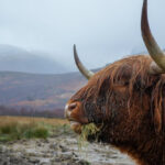 Edinburgh to Isle of Skye Itinerary – Haggis Adventures Skye High Review