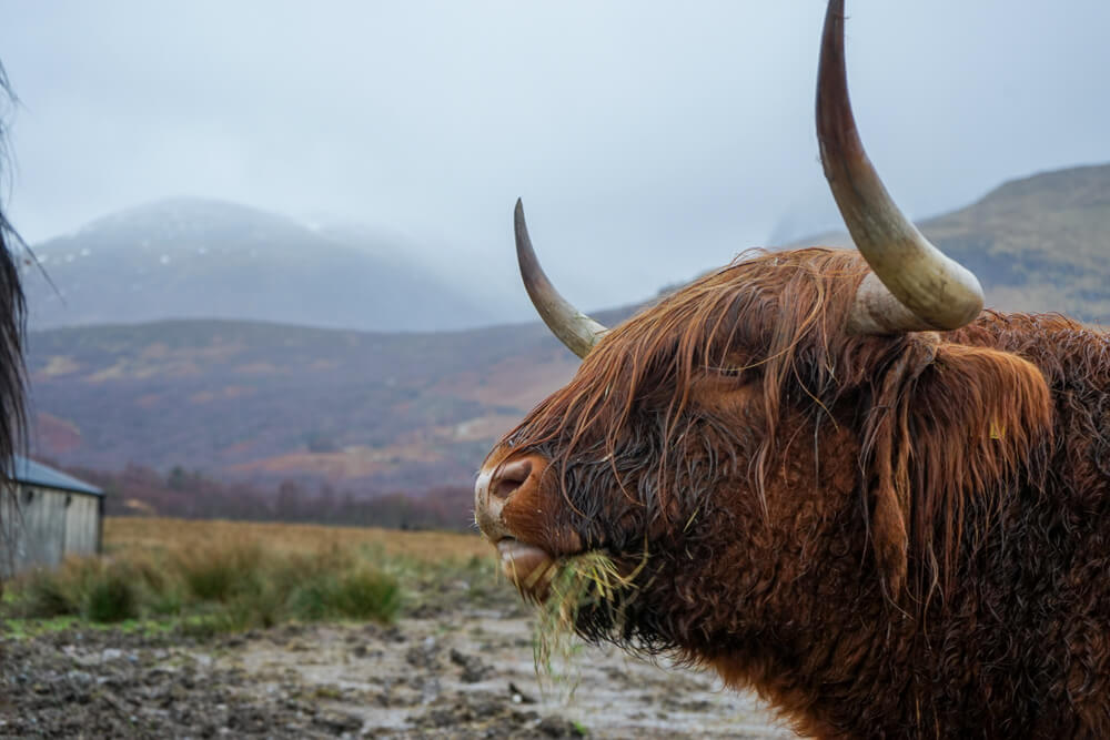 A Scottish Highland Cow