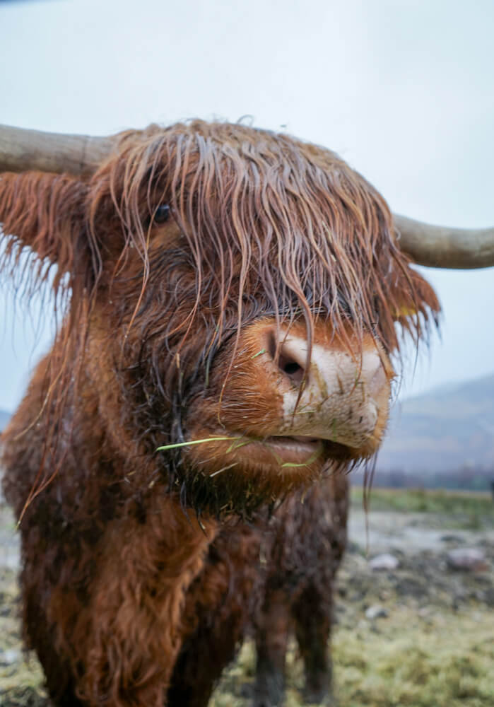 A Scottish Highland Cow