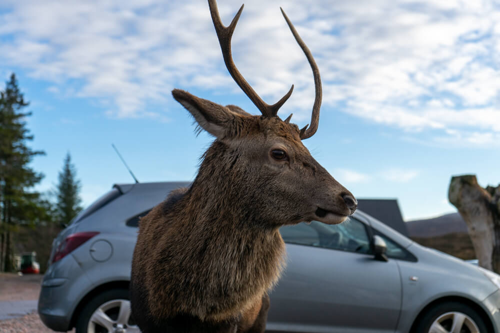 The wildlife in Scotland is simply wonderful.