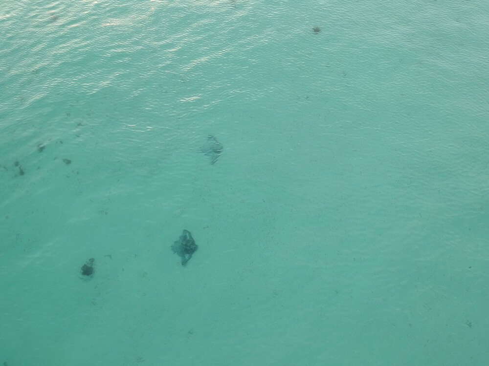 fishery bay manta rays
