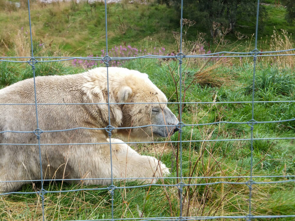 highland wildlife park