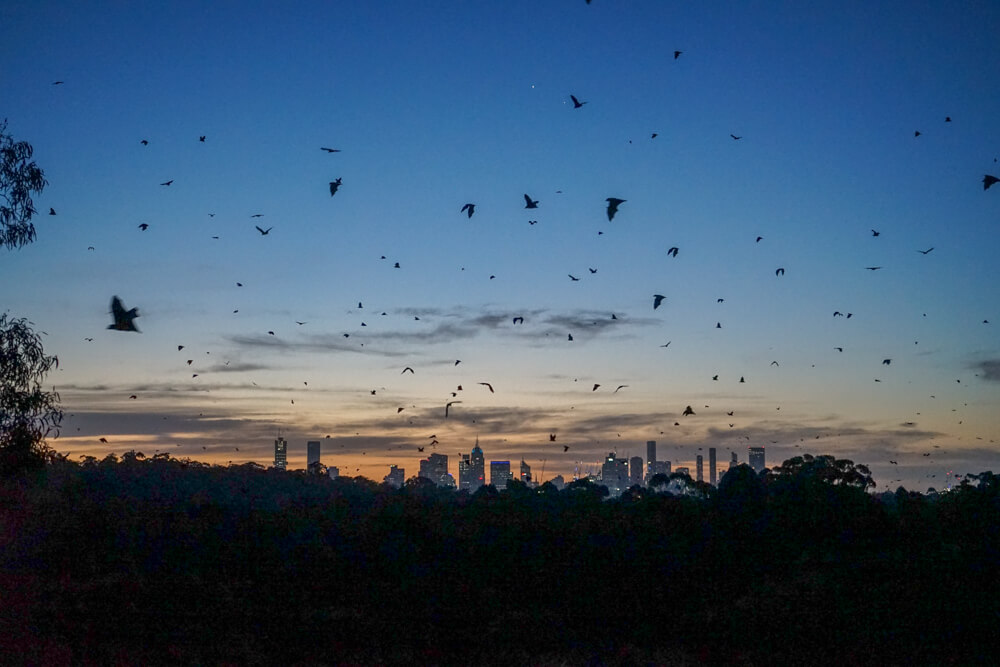 melbourne fruit bats