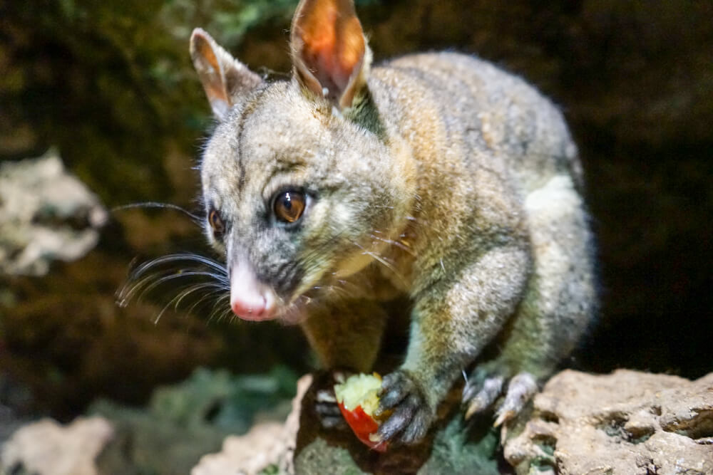 mt gambier possums