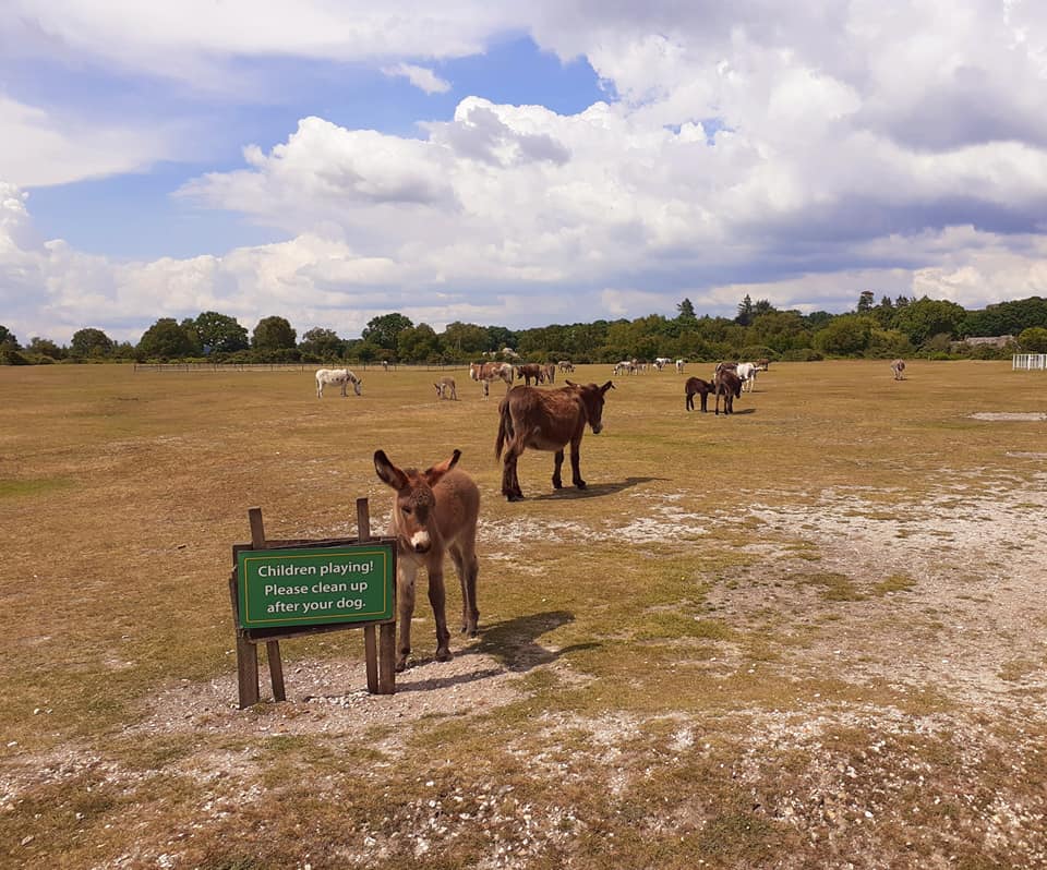donkeys in New Forest