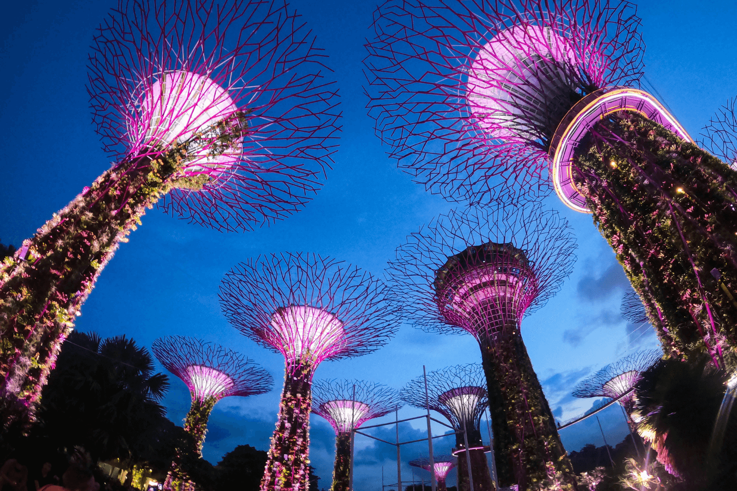 supertrees at night