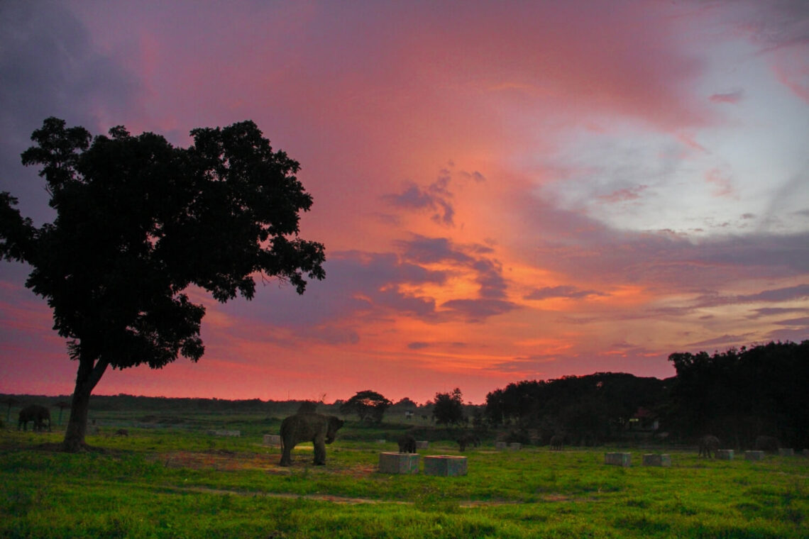 elephant sanctuary