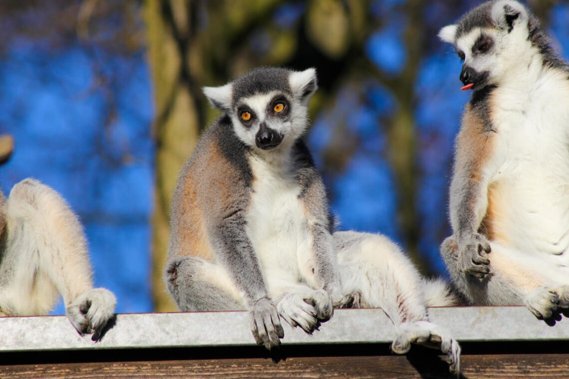 salzburg zoo