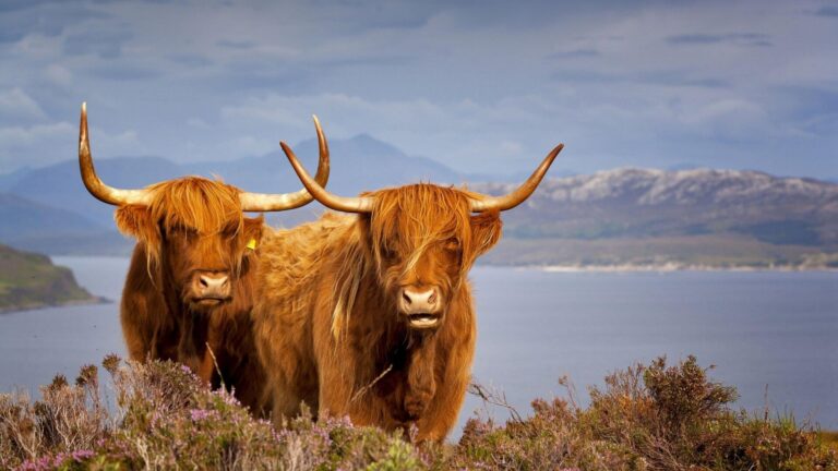 2 highland cows