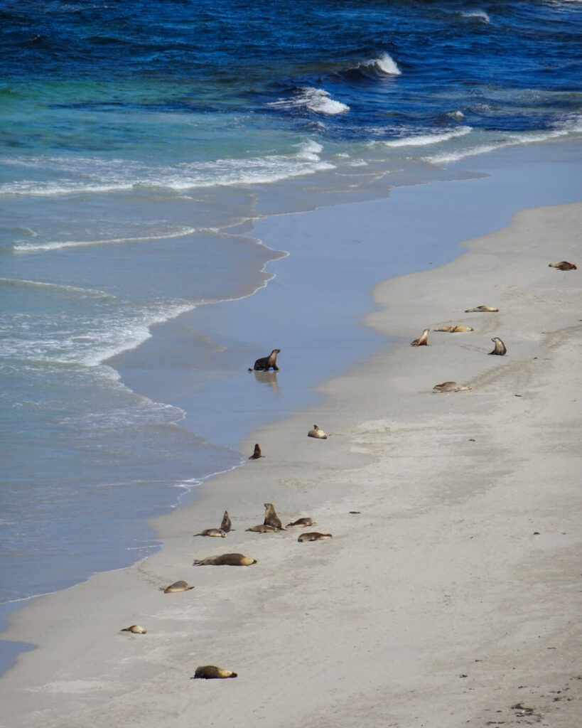 seals on seal bay