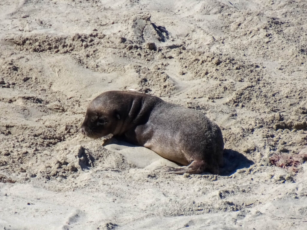 baby seal on seal bay kangaroo island