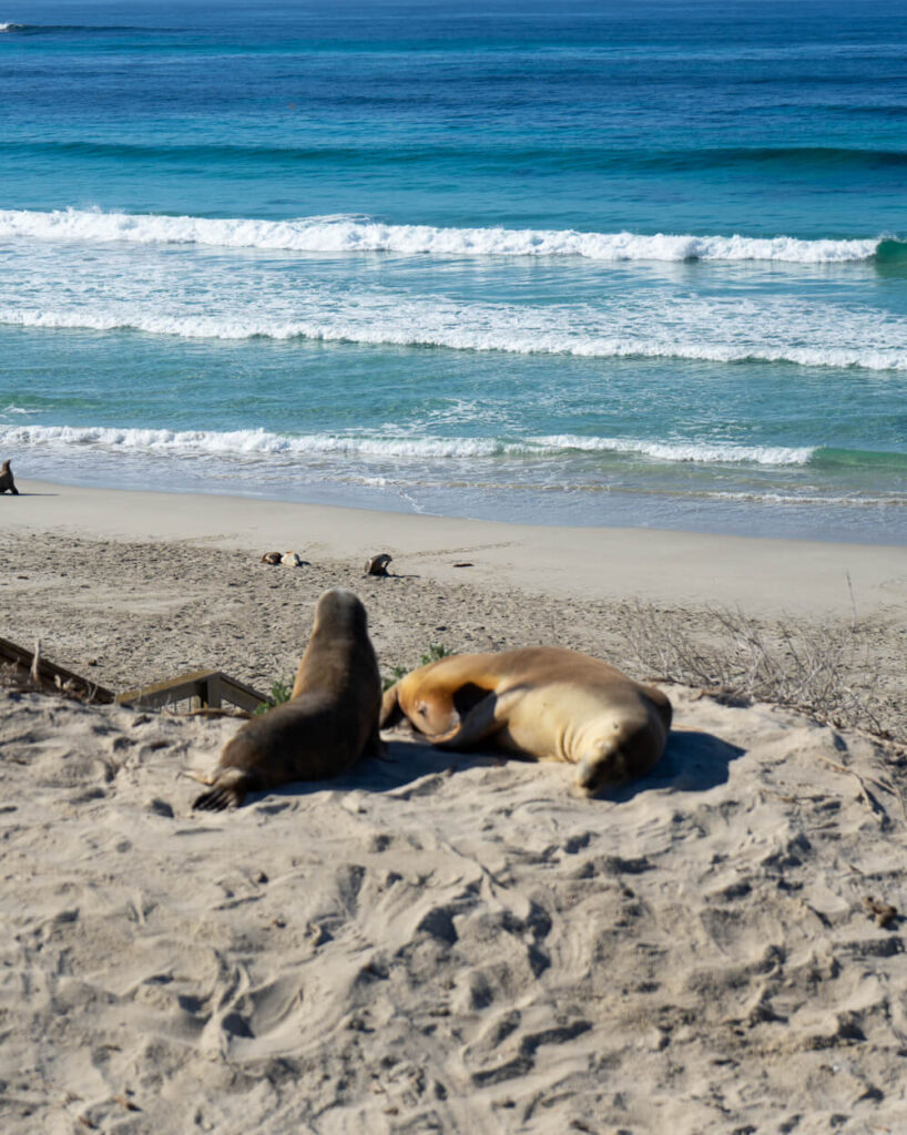 seals on seal bay