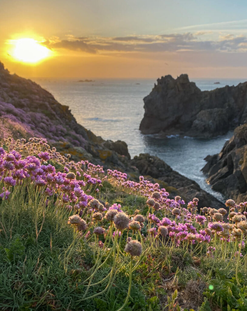 Pleinmont flowers sunset