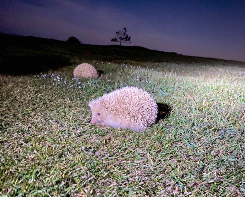 blonde hedgehog